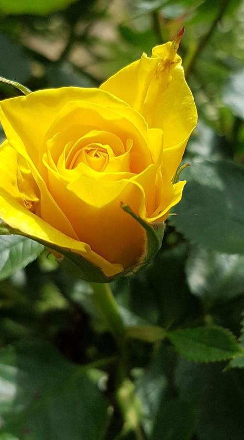 Yellow Rose Rakovica Buitenkant foto